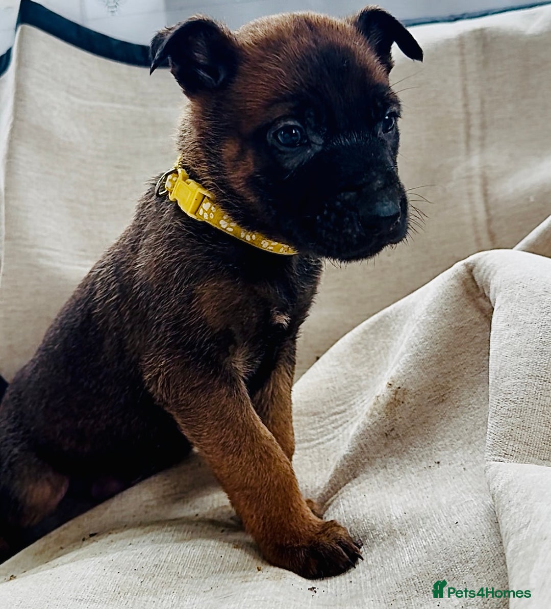 Belgian Shepherd Dog dogs for sale: Skye x Nines very last litter ever! 3B &7G  - Image 28