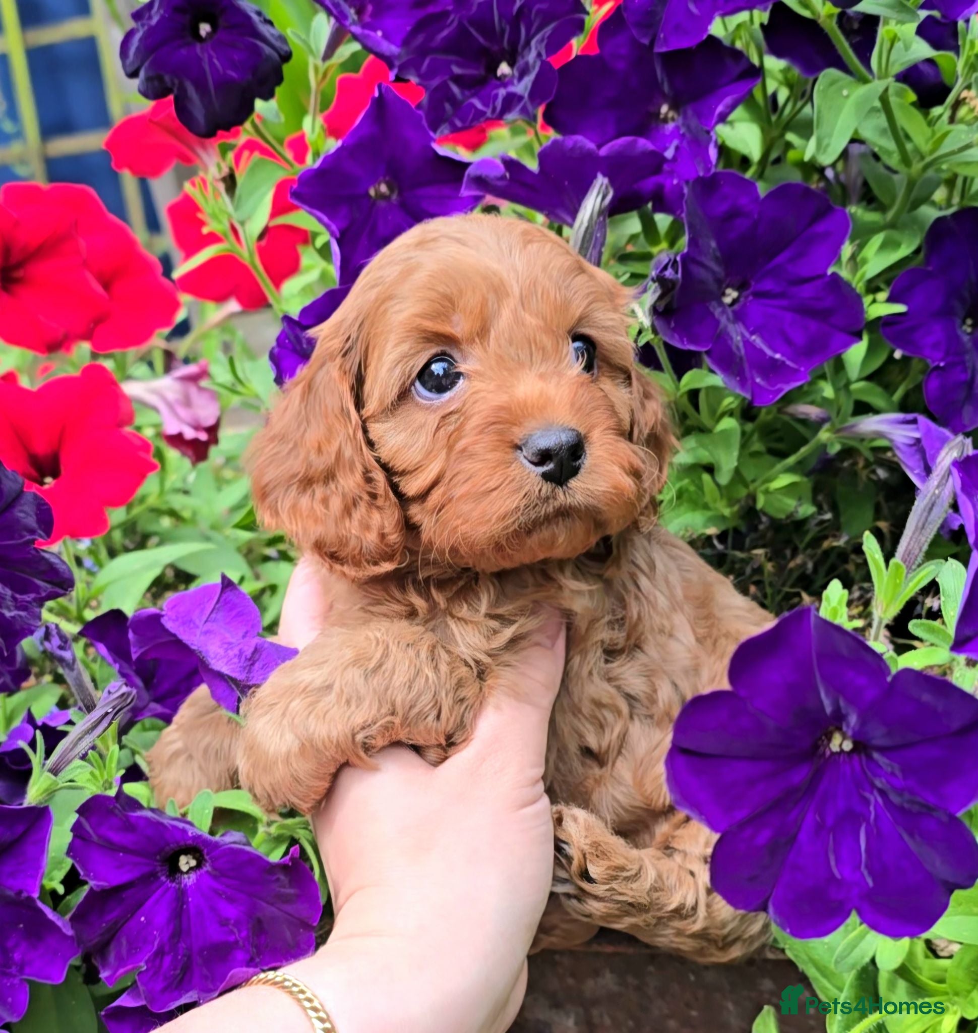 Cavapoo dogs Only 2 remaining Ruby Red Tiny Toy Cavapoo Puppies - Advert 15
