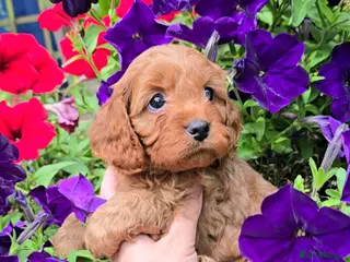 Cavapoo dogs Only 2 remaining Ruby Red Tiny Toy Cavapoo Puppies - Advert 15