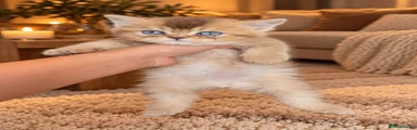 British Shorthair 1
