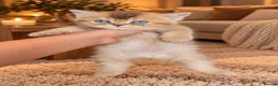 British Shorthair cats for sale: British Longhair & British Shorthair Kittens - Advert 2