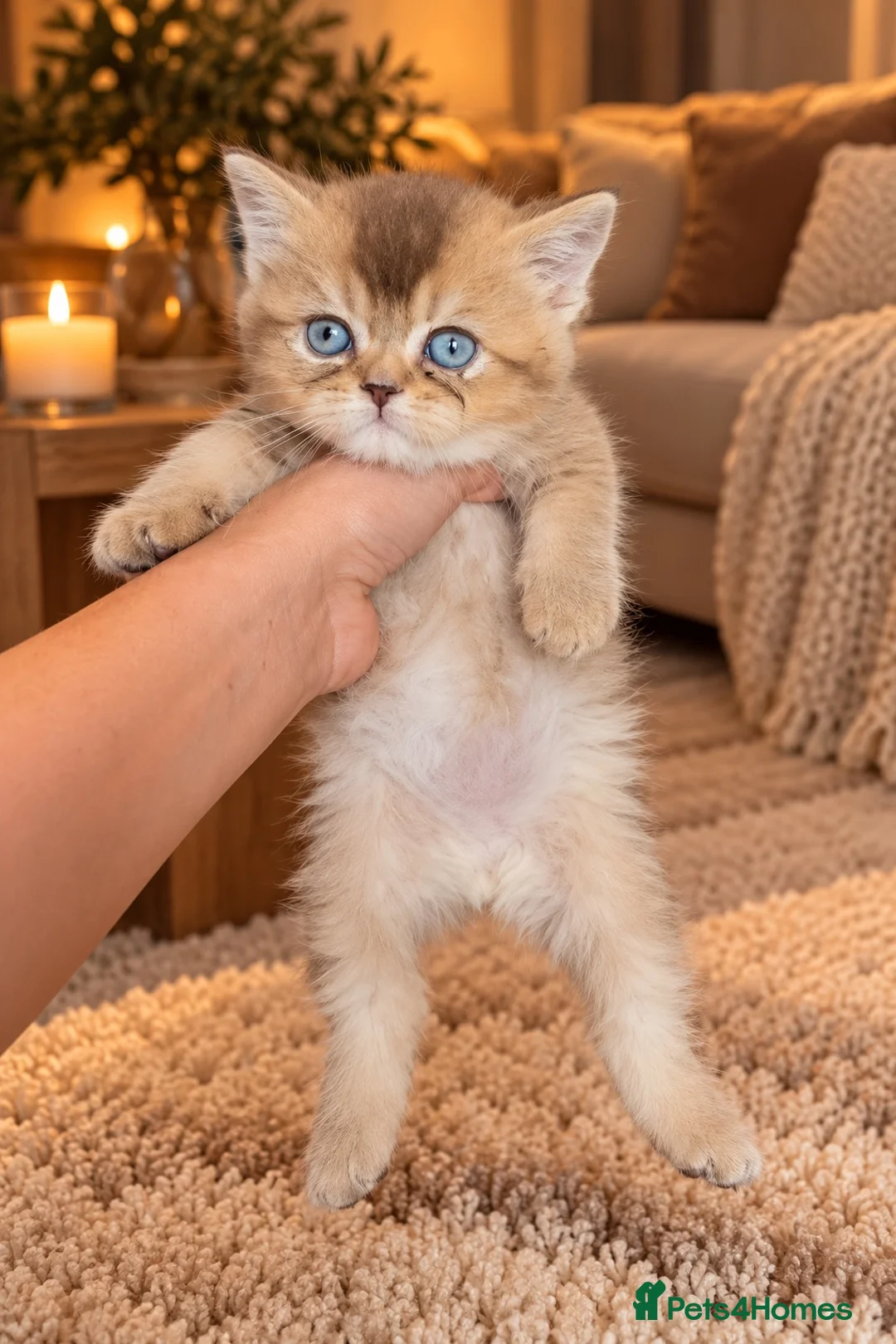British Shorthair cats for sale: British Longhair & British Shorthair Kittens - Advert 2
