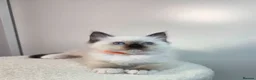 Ragdoll cats for sale: GCCF Ragdoll Sealpoint Mitted kitten - Advert 25