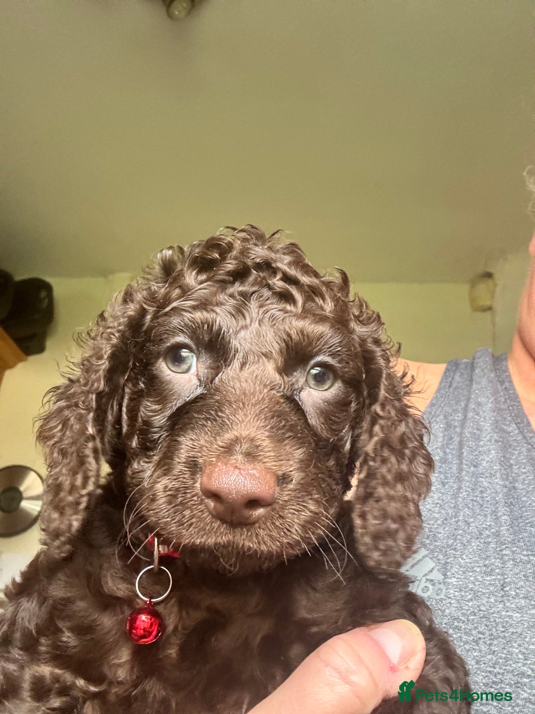 Cocker Spaniel dogs for sale: Cocker Spaniel pups. Ready 27/09/25 - Image 12