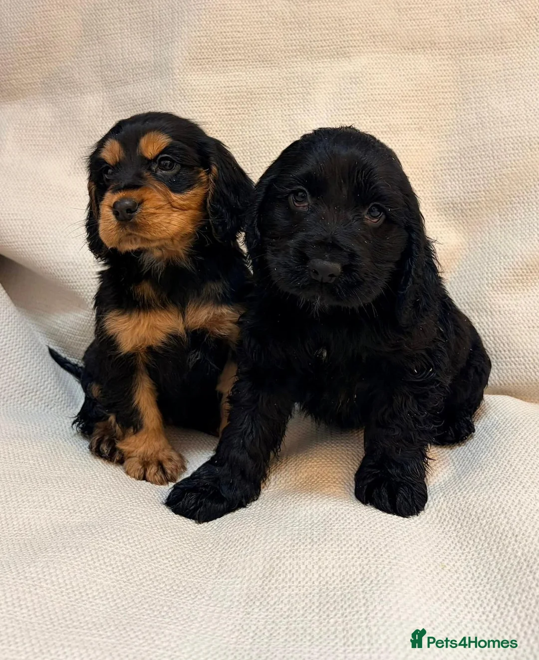 Cocker Spaniel dogs for sale: Cocker Spaniel Puppies - Advert 10