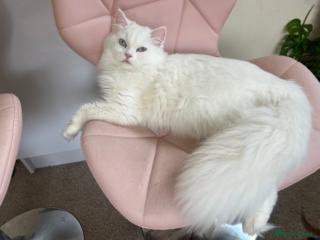 Persian cats for sale: Last supper cuddling and sweet female - Image 1