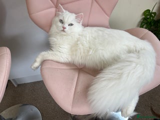 Persian cats - Advert 1