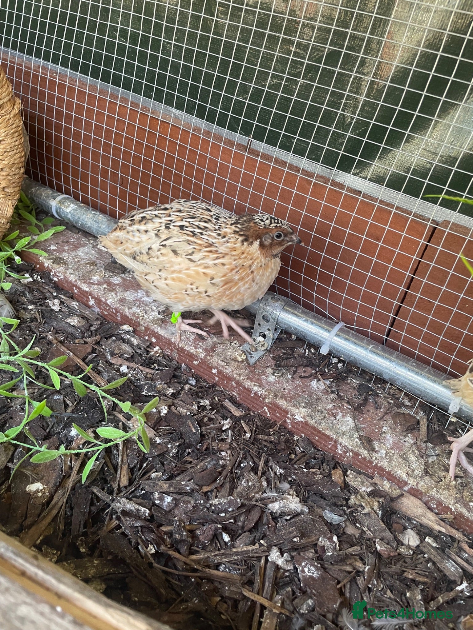 Quail poultry Male quail 5 weeks old - Advert 1