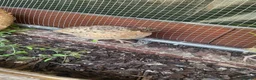 Quail poultry for sale: Male quail 5 weeks old - Advert 1