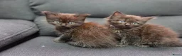 Mixed Breed cats for sale: Maine Coon x Ragdoll Kittens - Advert 20