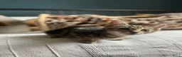 Domestic Shorthair cats for adoption: Ash & Etta, 4 month old kitten pair - Advert 3
