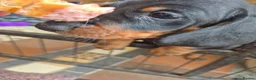 Miniature Dachshund dogs for sale: 🐾 Beautiful Miniature Dachshund Puppies 🐾 - Advert 2