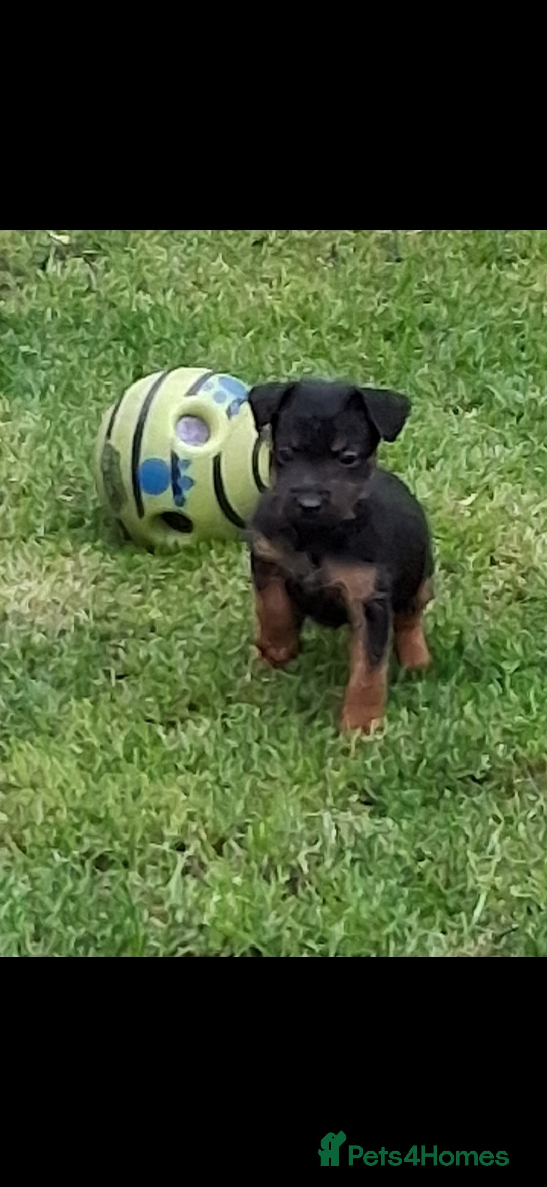 Lakeland Terrier dogs for sale: Lakeland terrier girls - Image 2