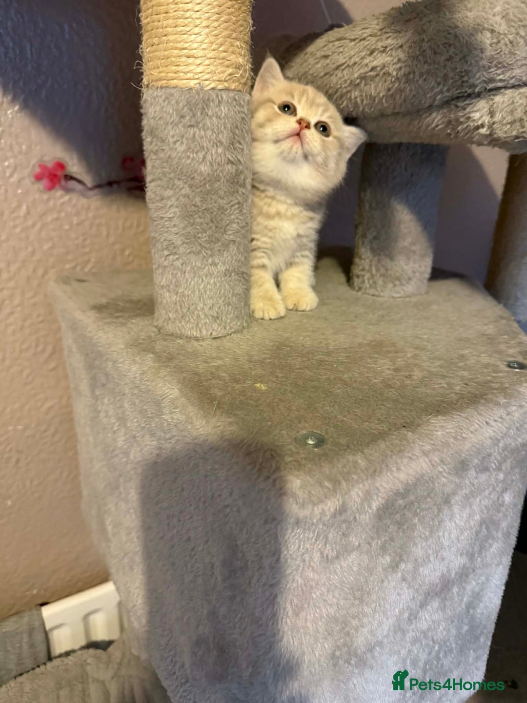 British Shorthair cats for sale: British shorthair kittens for sale  - Advert 15