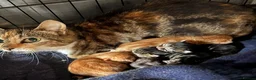 Mixed Breed cats for sale: KITTENS LOOKING FOR HOMES in Malton - Advert 4