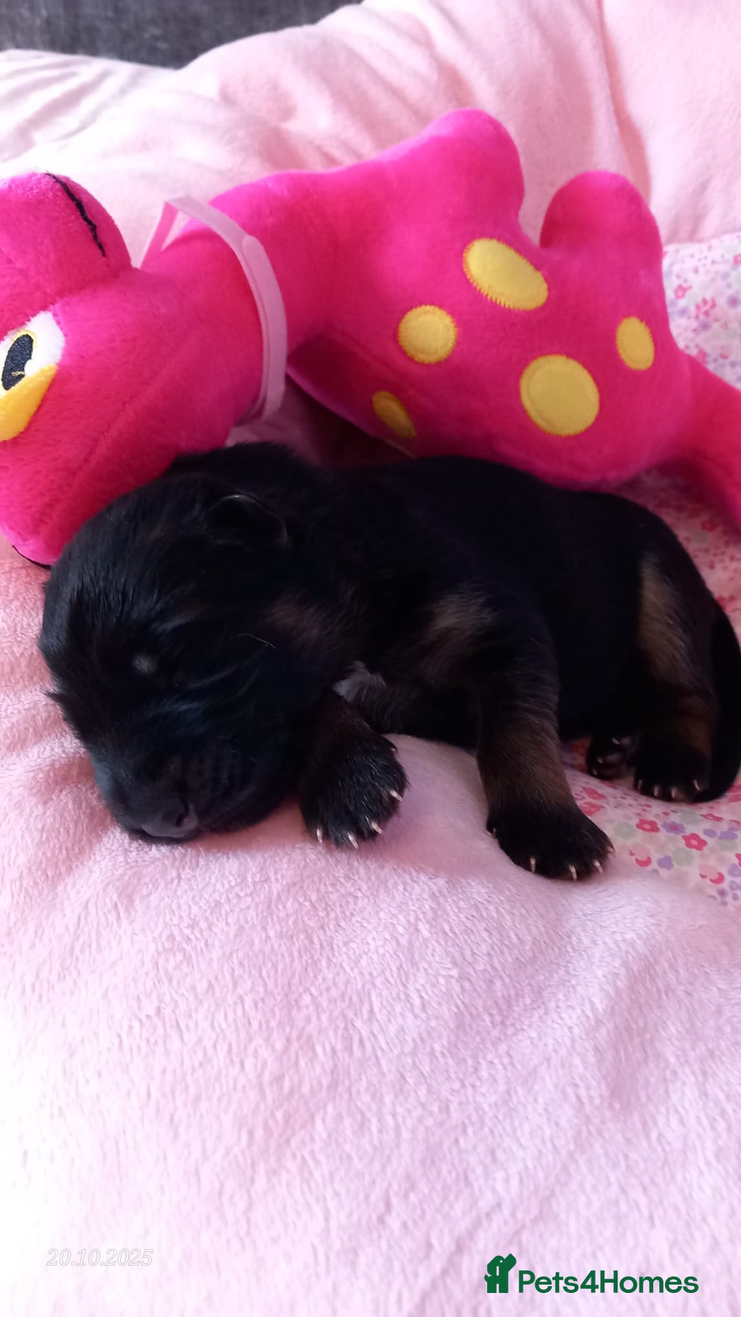German Shepherd dogs for sale: Excellent Long-Haired German Shepherd Puppies-KC - Image 25