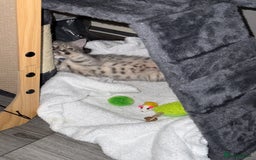 British Shorthair cats for sale: BSH Kitten Bean - Image 32