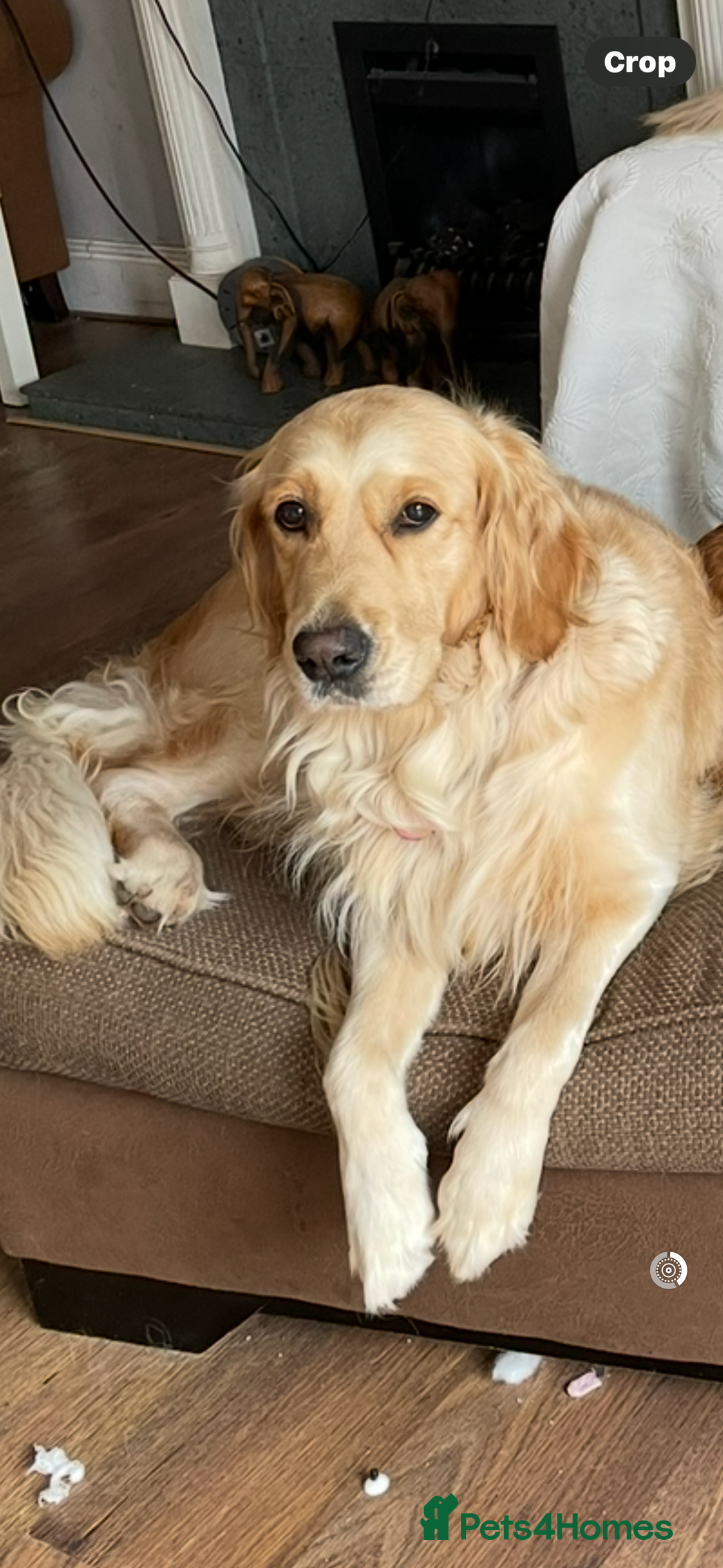 Golden Retriever dogs for sale: Rare & wonderful petite golden retrievers - Image 18