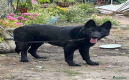 German Shepherd dogs for sale: Shadow Male German Shepherd for Sale - Image 1