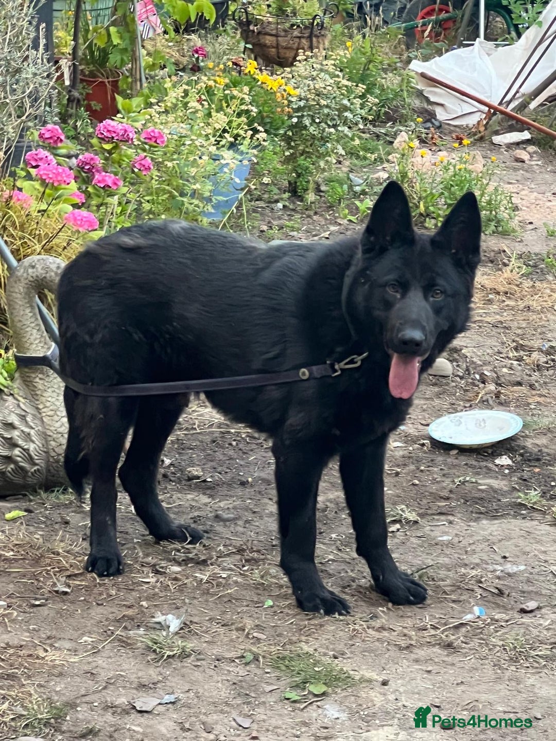 German Shepherd dogs for sale: Shadow Male German Shepherd for Sale - Image 1