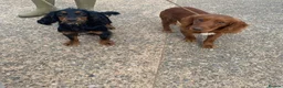 Cocker Spaniel dogs for sale: Pedigree Cocker Spaniel puppies  - Advert 9