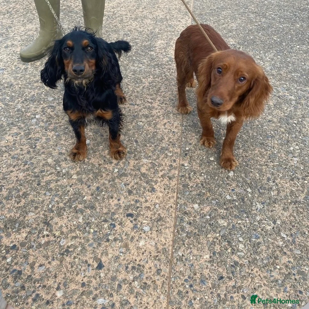 Cocker Spaniel dogs for sale: Pedigree Cocker Spaniel puppies  - Advert 9
