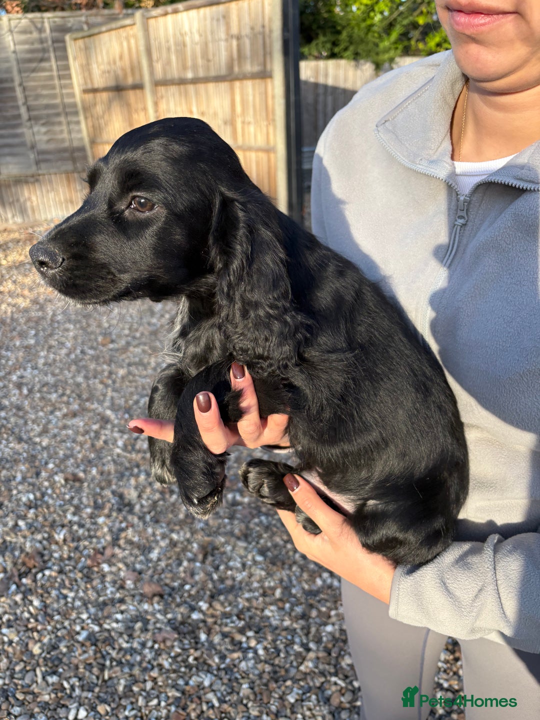 Cocker Spaniel dogs for sale: Cocker spaniel KC registered 1 boy & 1 girl left - Advert 5