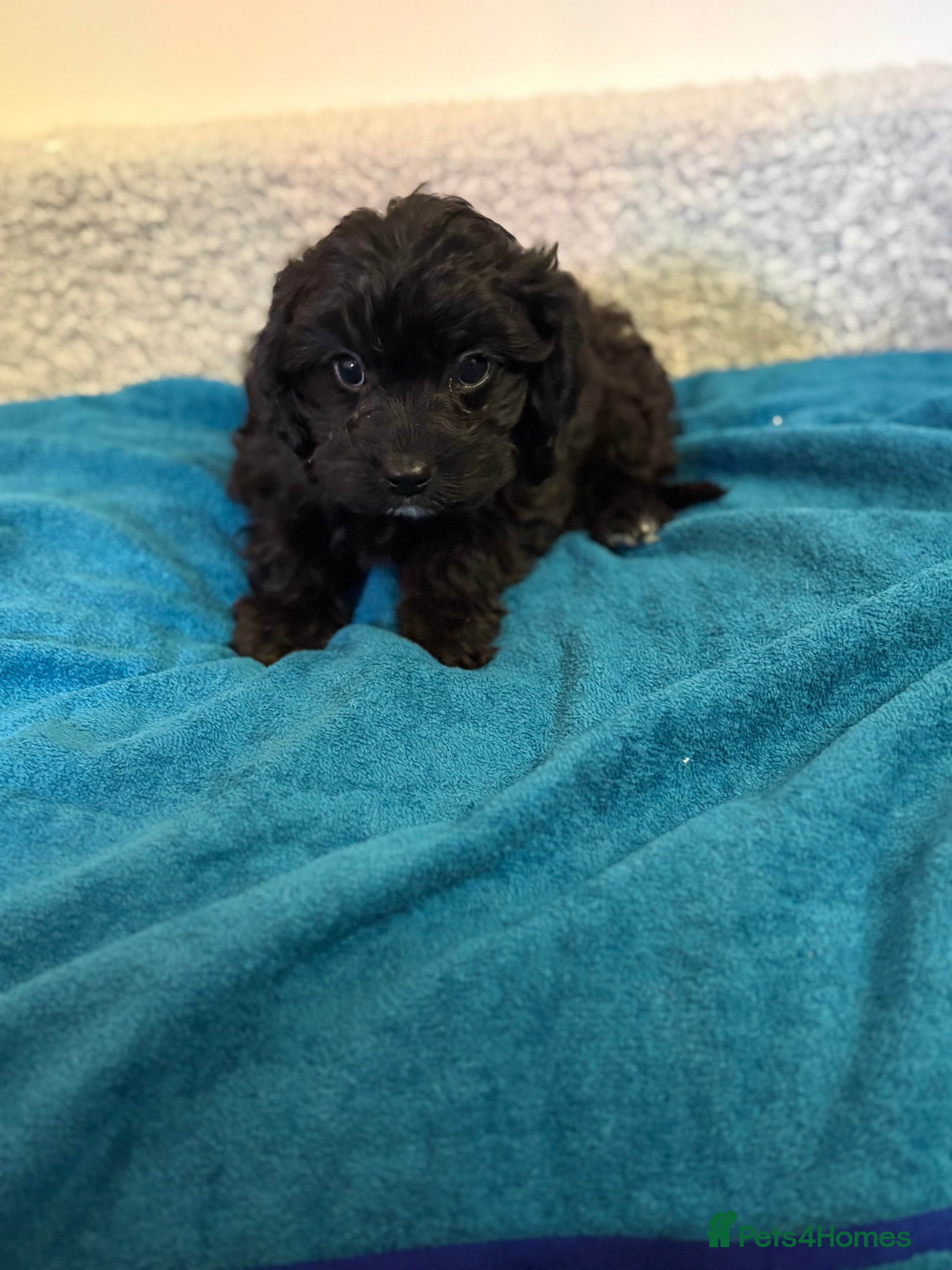 Cavapoo dogs F1 cavapoo  - Advert 6