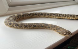 Snake reptiles for sale: 🐍Toffee Western Hognose Snake + Full Setup (£180) - Image 5