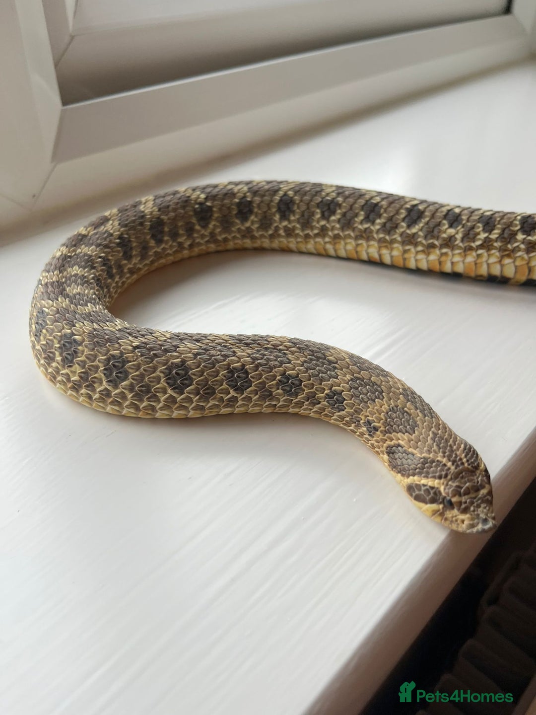 Snake reptiles for sale: 🐍Toffee Western Hognose Snake + Full Setup (£180) - Image 5