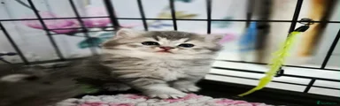 Blue silver ticked tabby