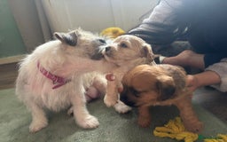 Mixed Breed dogs for sale: REDUCED ✨️Beautiful CockapooX READY TO GO NOW✨️ - Image 15