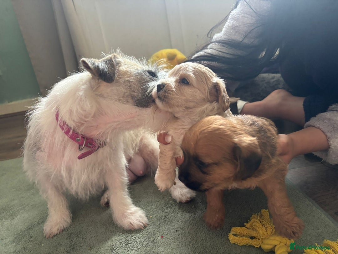 Mixed Breed dogs for sale: REDUCED ✨️Beautiful CockapooX READY TO GO NOW✨️ - Image 15