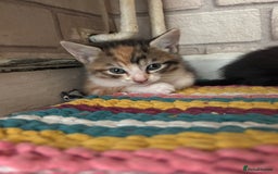 Mixed Breed cats for sale: Kittens  - Image 2