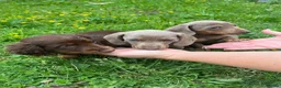 Miniature Dachshund dogs for sale: miniture dachshund - Advert 5