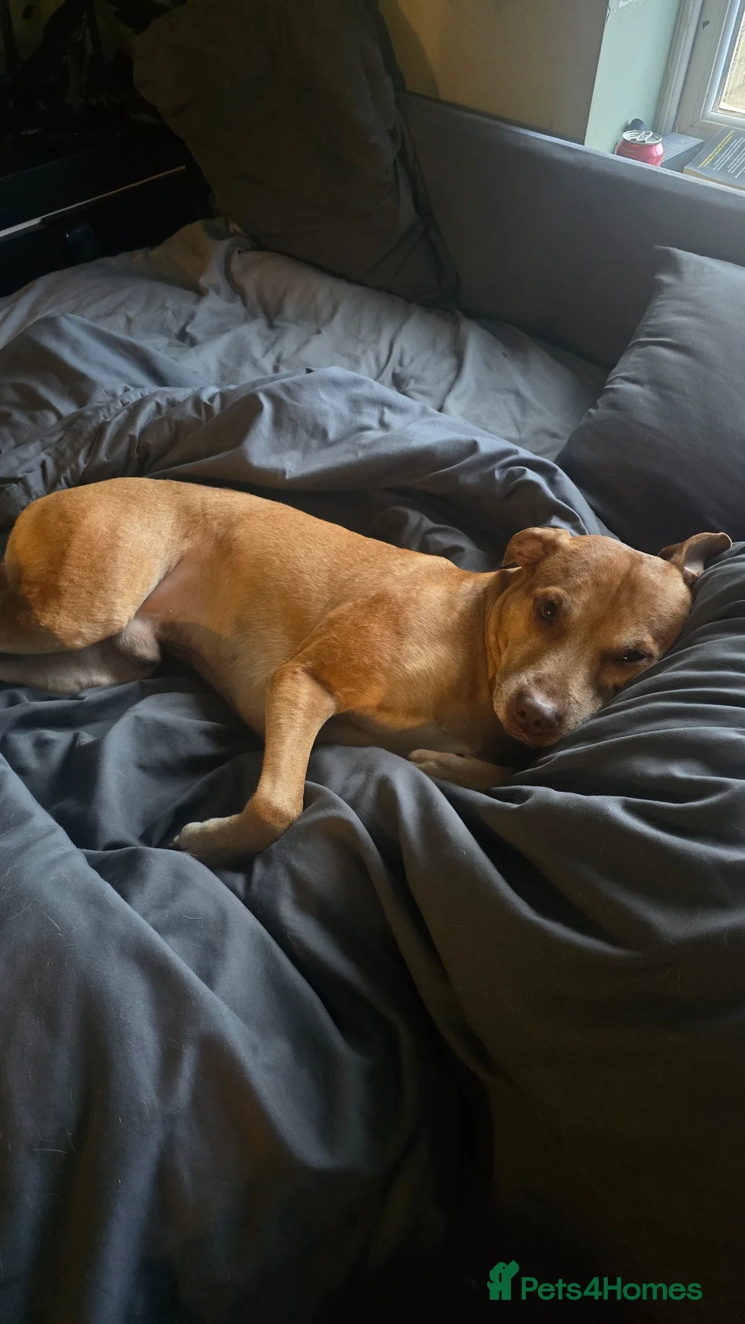 Staffordshire Bull Terrier dogs for stud: Large staffy for stud - Advert 2