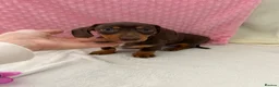 Miniature Dachshund dogs for sale: Miniature dachshund puppies in Largs - Advert 15