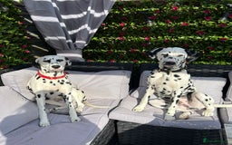 Dalmatian dogs for sale: beautiful dalmatian puppies - Advert 3