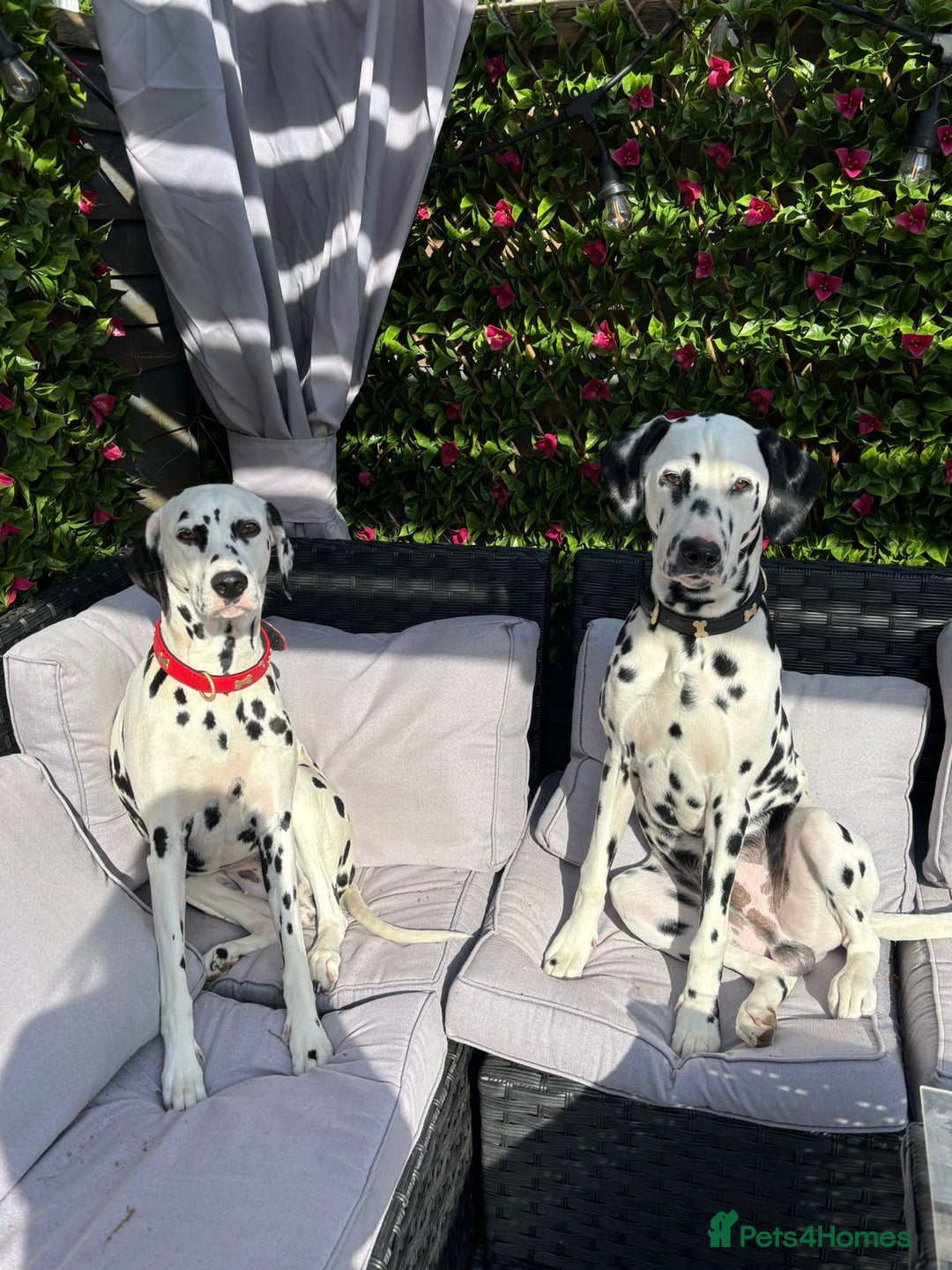 Dalmatian dogs for sale: beautiful dalmatian puppies - Advert 3