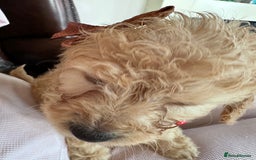 Mixed Breed dogs for sale: Beautiful Sproodle puppies stunning  - Image 7
