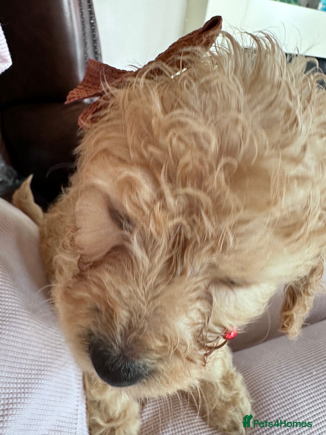 Mixed Breed dogs for sale: Beautiful Sproodle puppies stunning  - Image 7