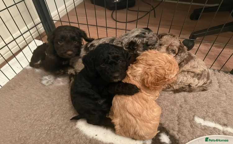 Cockapoo dogs - Advert 6