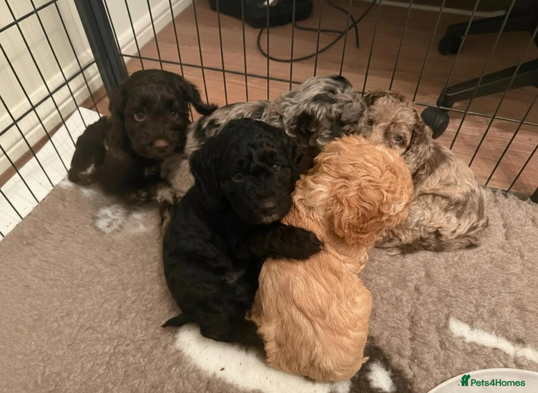 Cockapoo dogs for sale: F2b Cockapoo Puppies - 3 x girls still available - Image 2