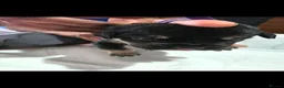 Cane Corso dogs for sale: Cane corso puppies - Advert 15