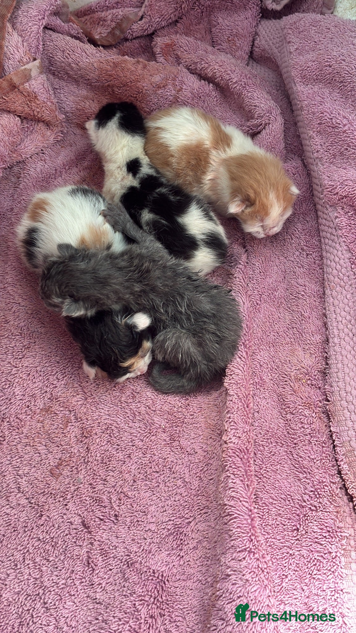 Mixed Breed cats beautiful mixed coloured kittens  - Advert 16