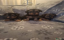 Yorkshire Terrier dogs for sale: Miniature Yorkshire Terrier pups - Image 11
