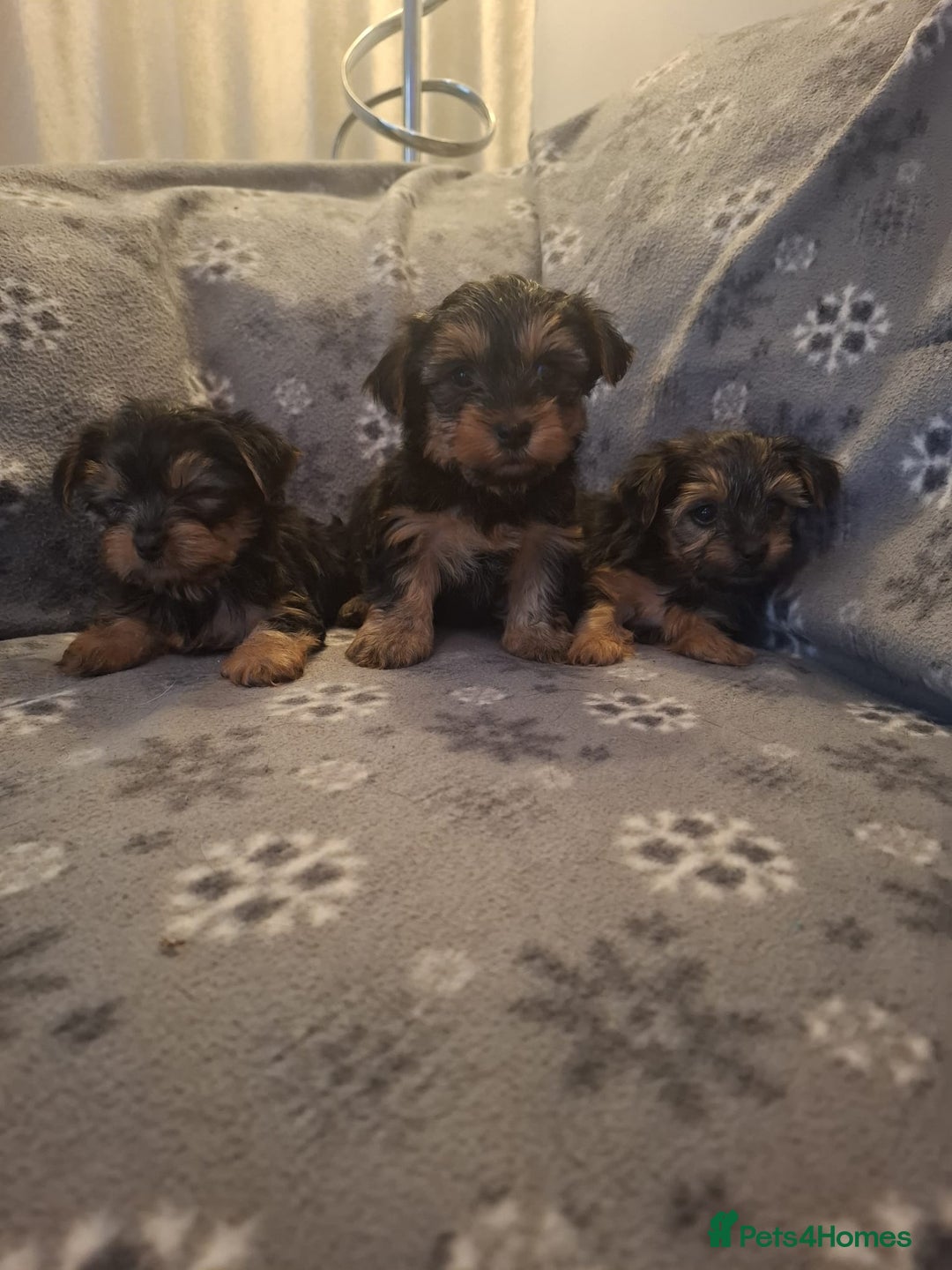 Yorkshire Terrier dogs for sale: Miniature Yorkshire Terrier pups - Image 11