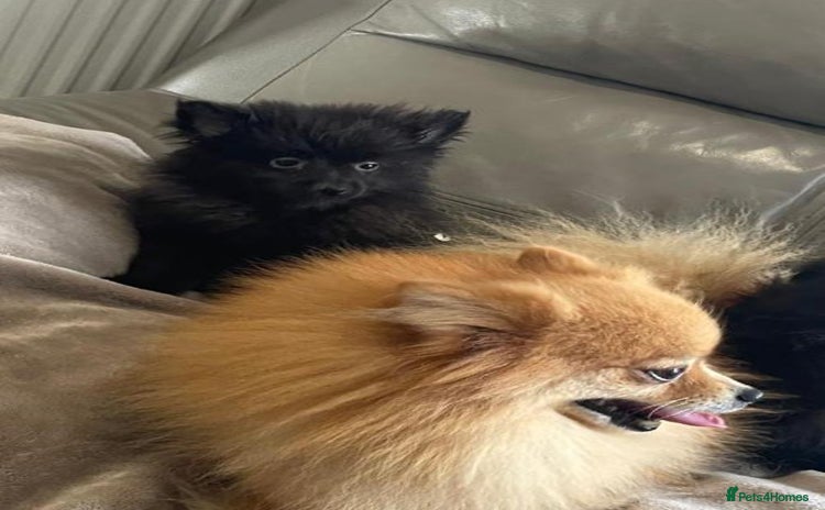 Pomeranian dogs - Advert 3