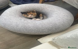 Domestic Shorthair cats for sale: Adorable kittens  - Image 7