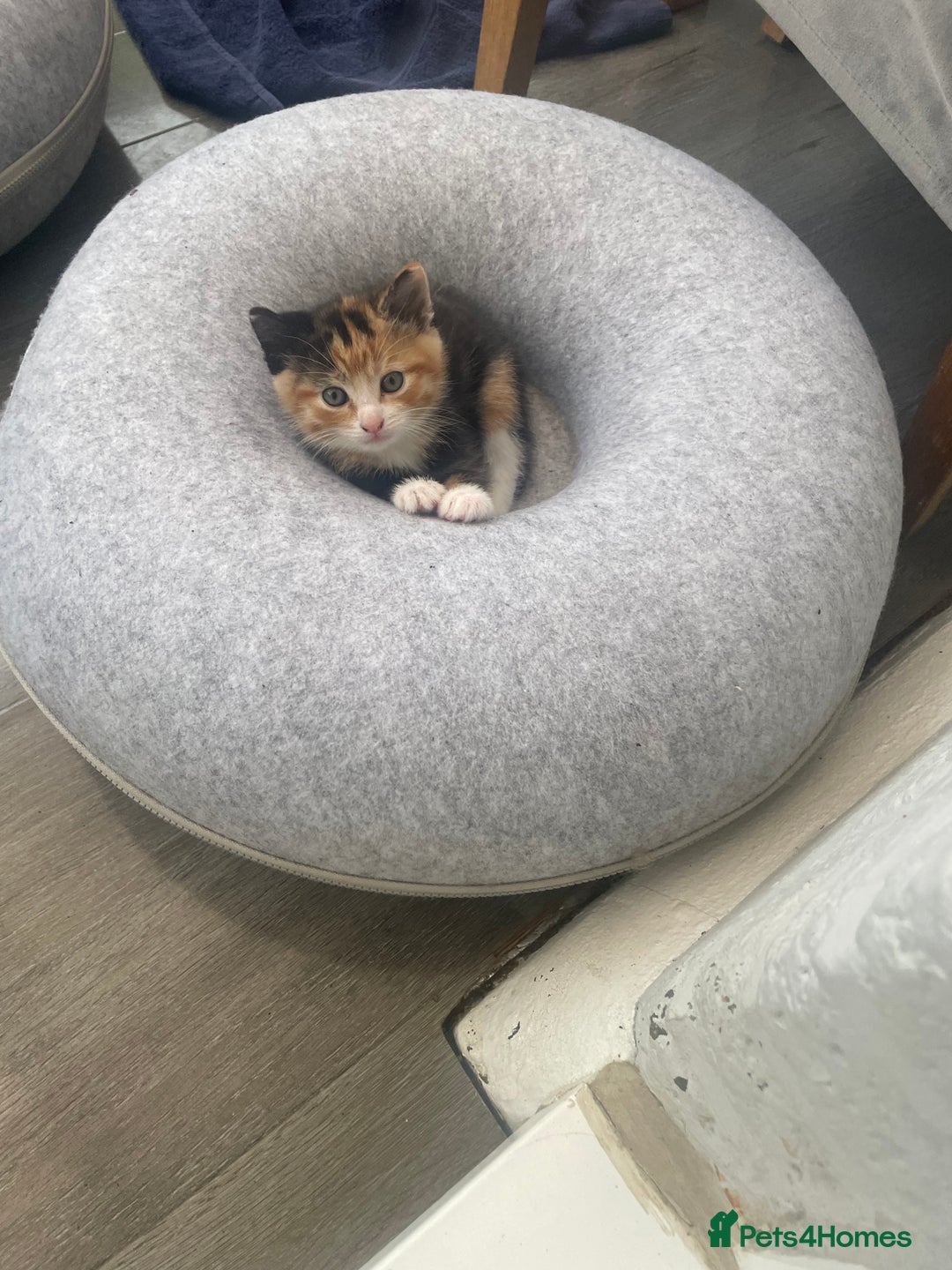 Domestic Shorthair cats for sale: Adorable kittens  - Image 7